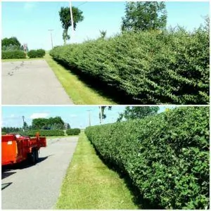 Shrub Trimming