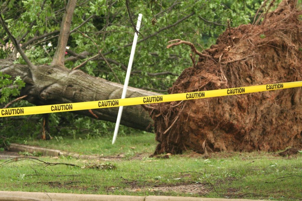 Mankato Tree Service