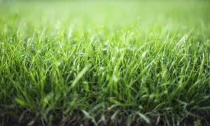 overseeding