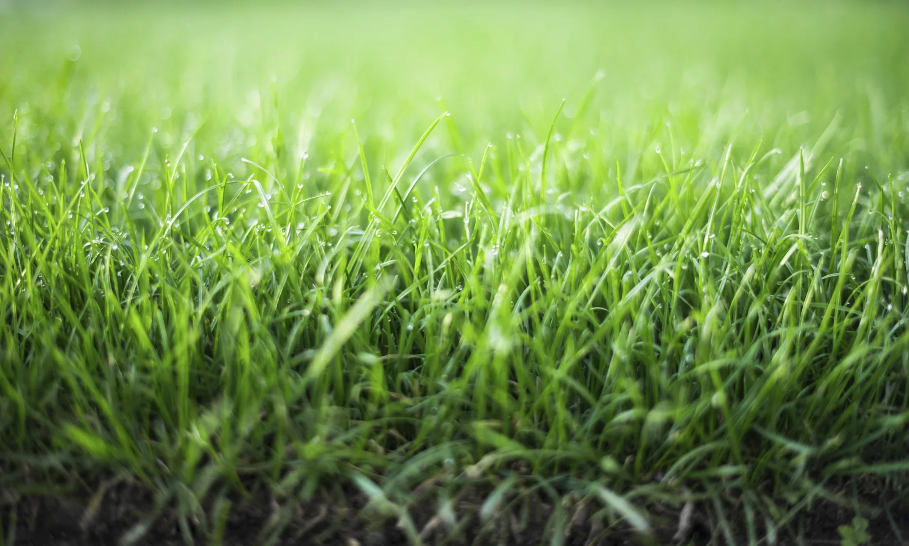 overseeding